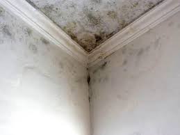 Professional Mold Prevention & Removal  in Dayton, OH